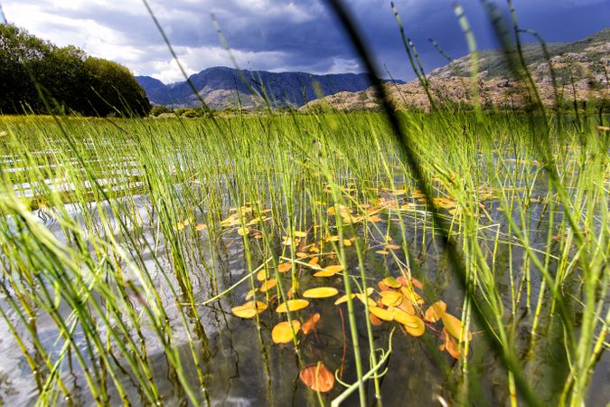 Blooming meadow on coast of lake in mountain range