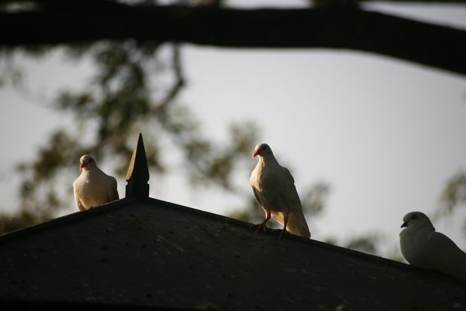 Doves perched on dovecote at sunset
