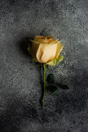 Yellow flower on grey table