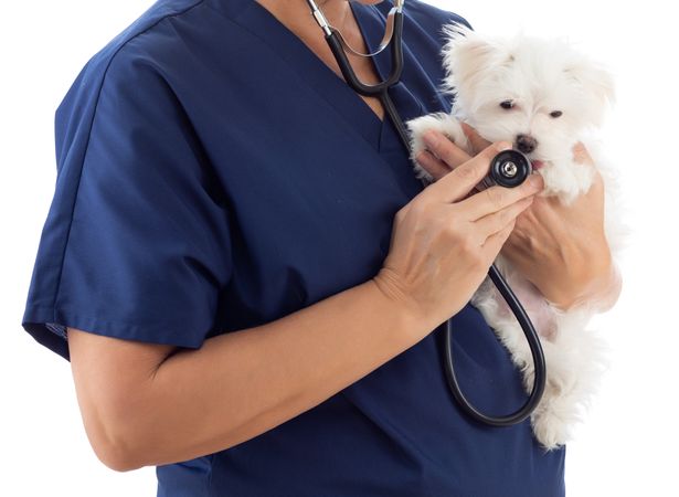 Female Veterinarian with Stethoscope Holding Young Maltese Puppy