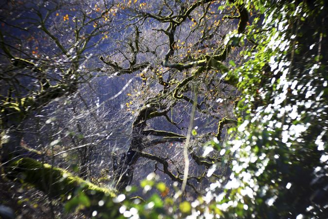 Green branches covered with moss