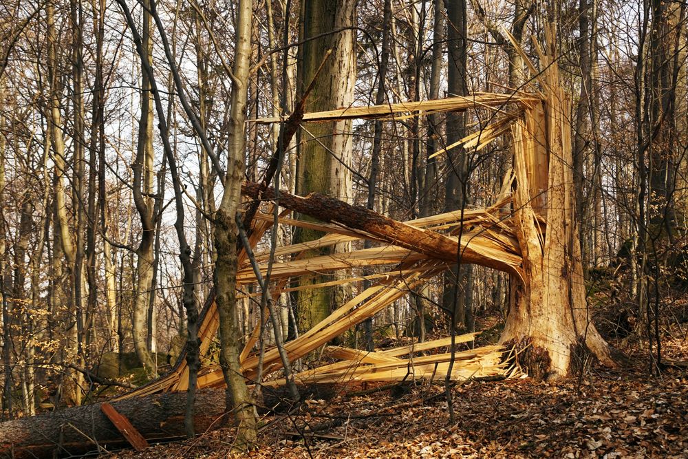 Sunny forest with broken old tree