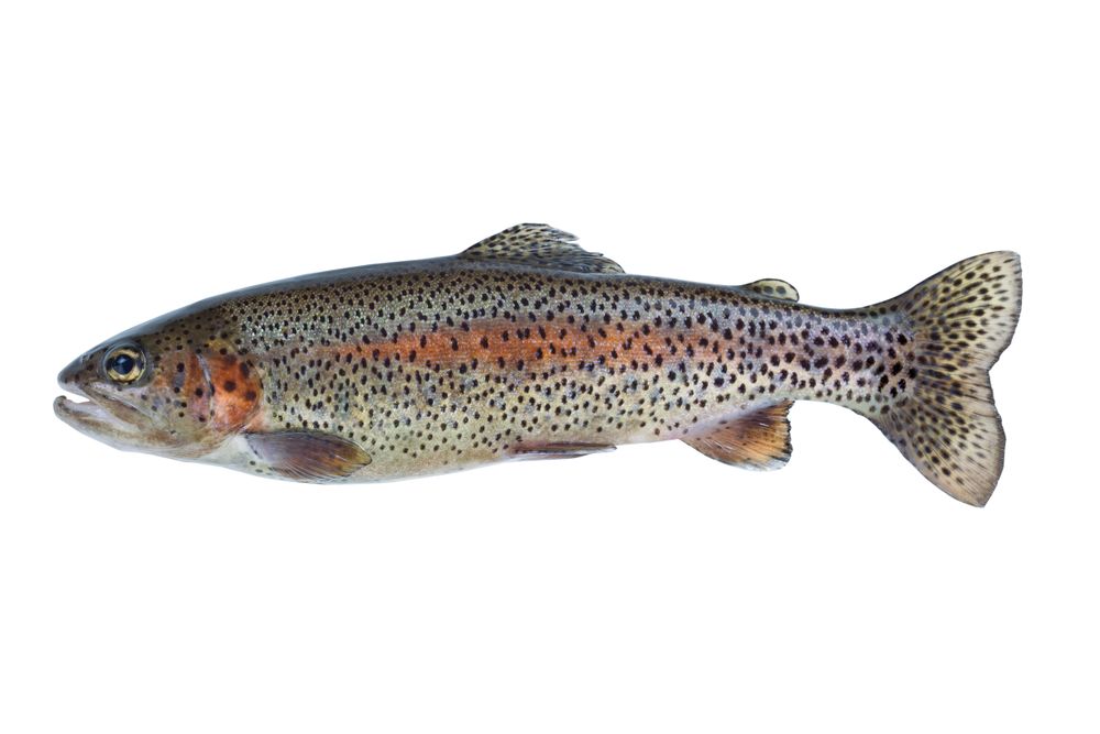 Native Rainbow Trout