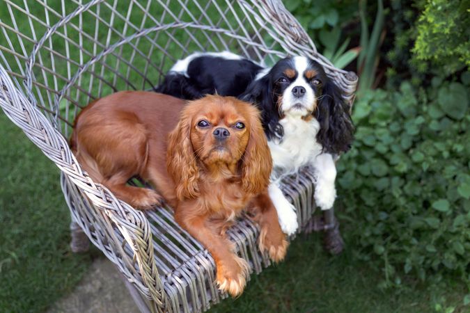 Two cavalier spaniels sitting on a chair together outdoors