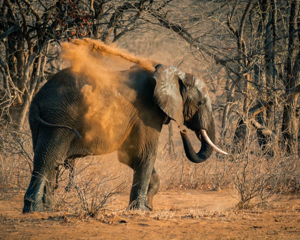 Brown elephant walking on brown field near bare trees