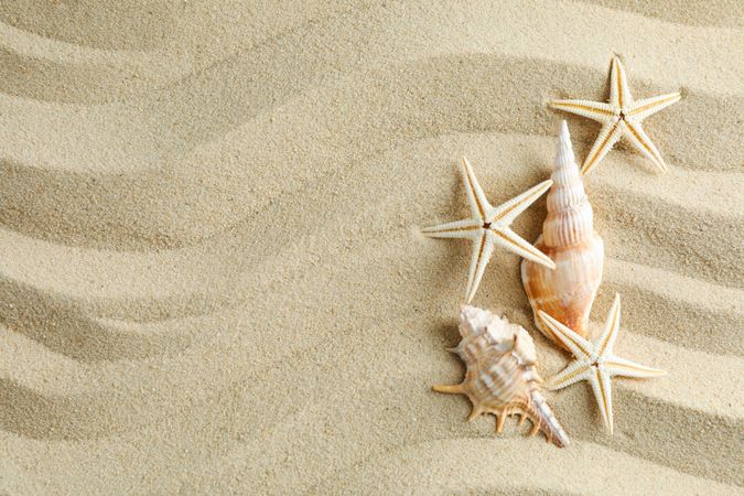 Clear sea sand with seashells and starfishes, space for text. Summer vacation background
