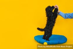 Cute poodle dog standing on blue bed bxJqM5