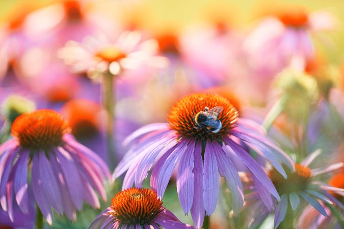 Bee on pink petaled flowers in close-up