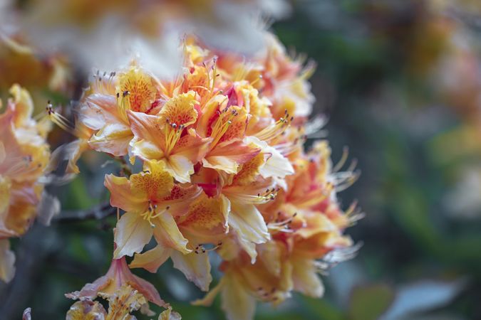 Side view of orange azalea with selective focus