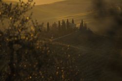 Peaceful green field at sunset