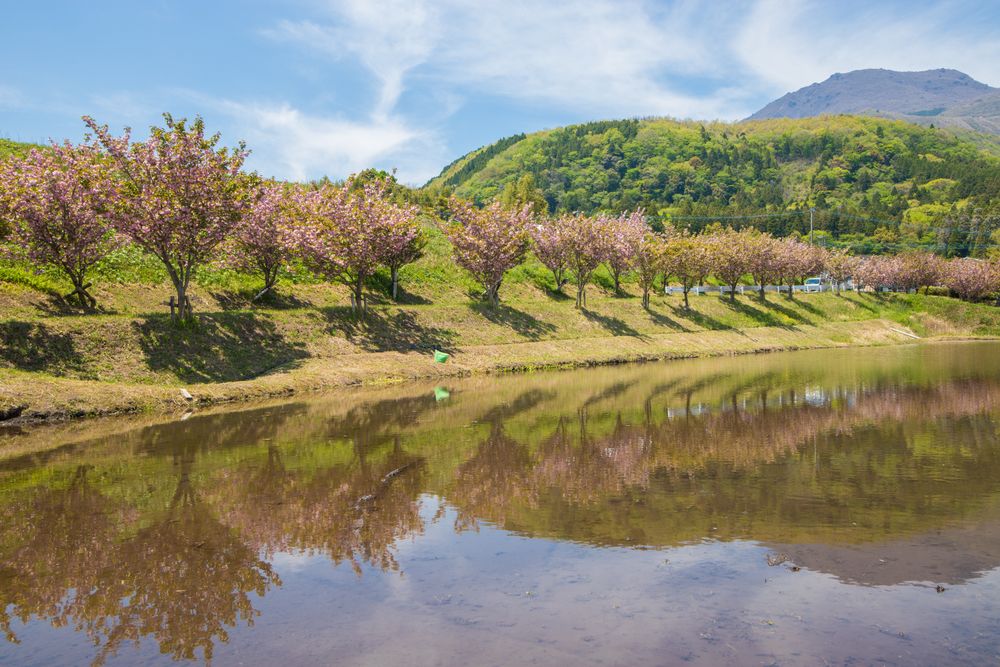 Pink trees near lake on sunny day