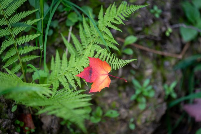 Red fallen maple leaf on fern in Itasca County, MN