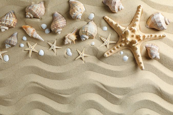 Many seashells and starfish on sea sand, space for text and top view. Summer vacation backdrop