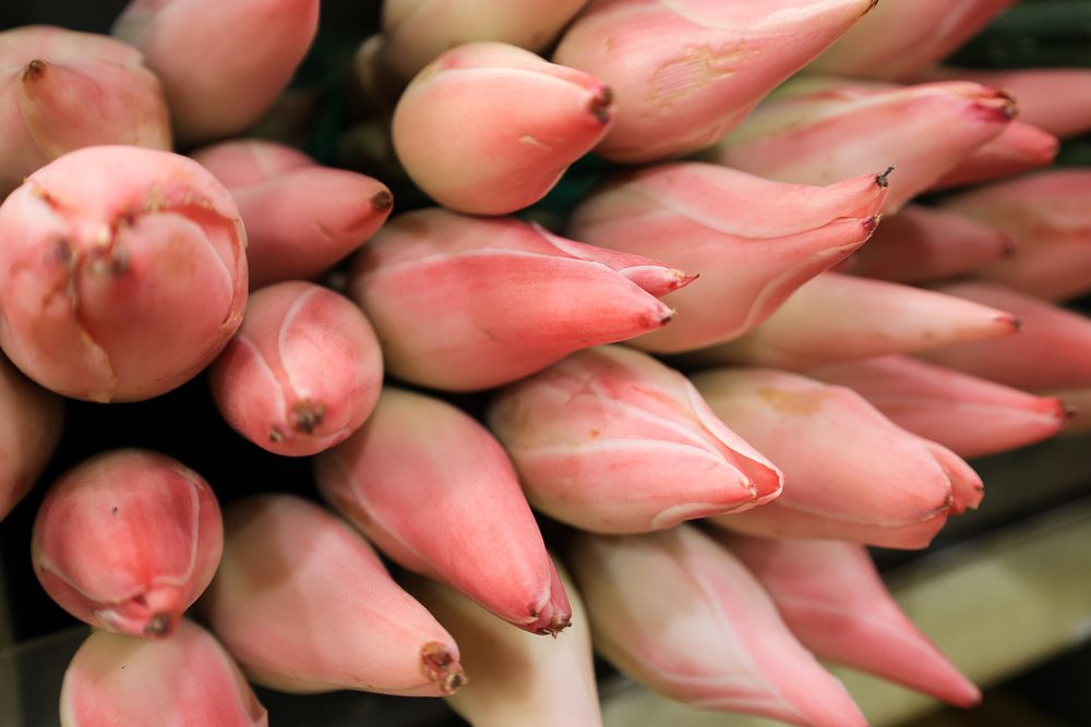 Kecombrang Flowers or Etlingera elatior
