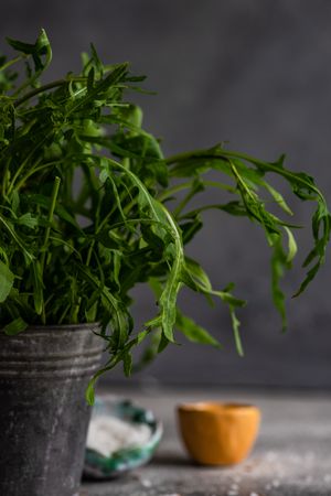 Fresh arugula in pot