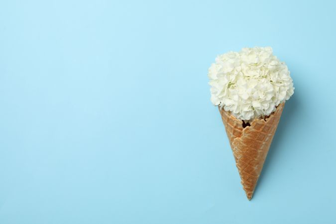 Waffle cone with hydrangea on blue background. Spring plant