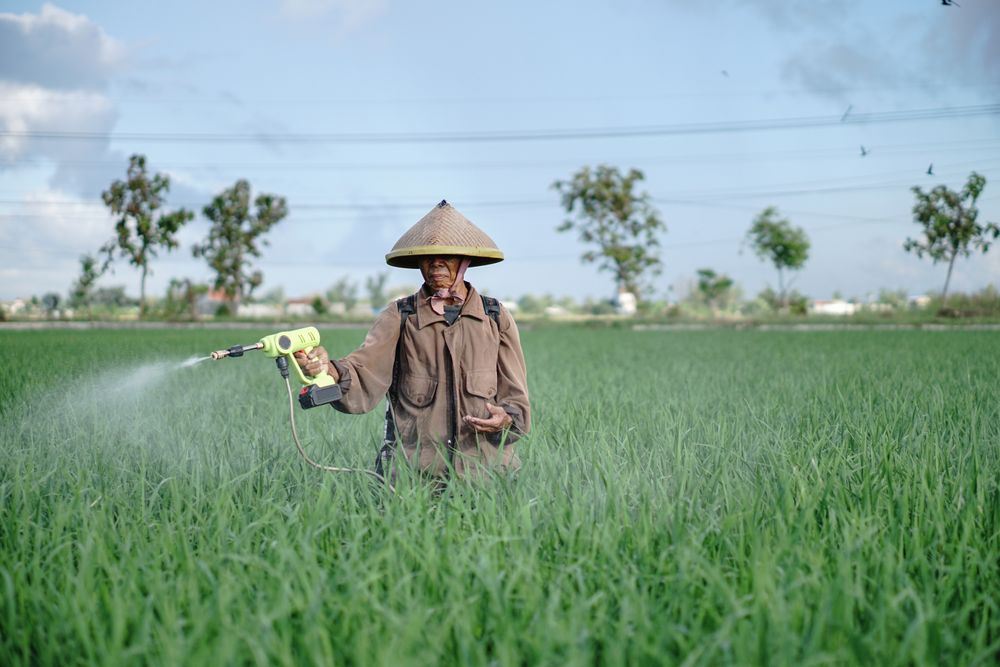 Front view of older Asian male farmer spraying rice green field