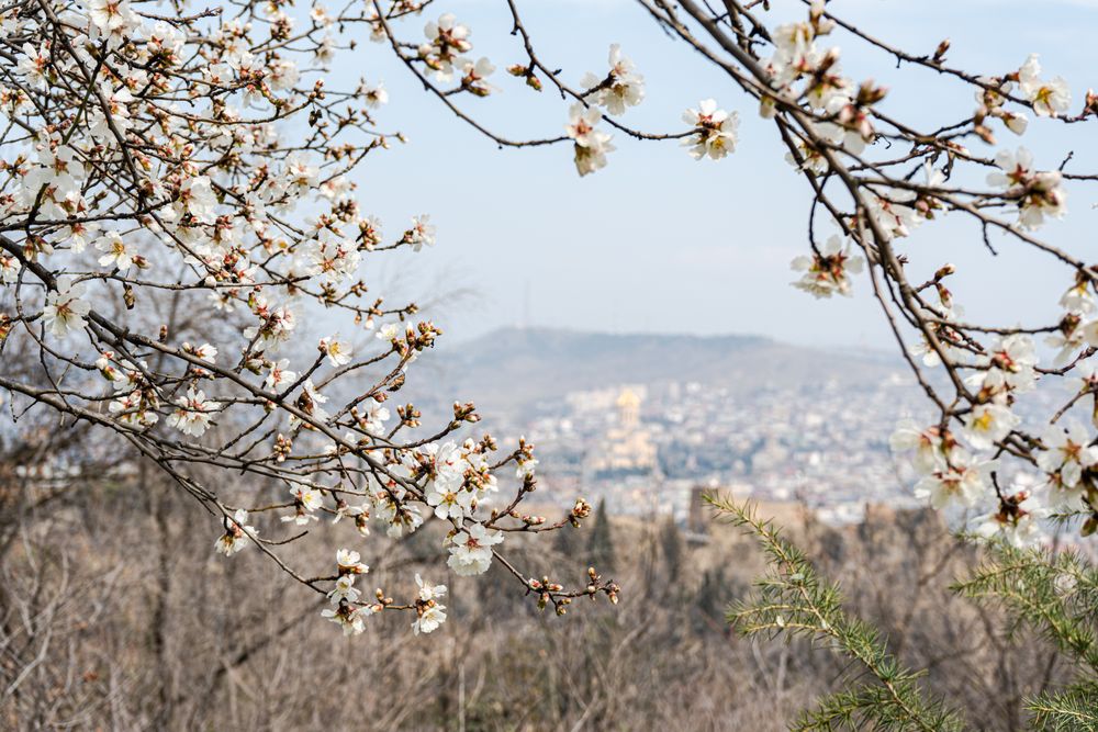 Blooming almond tree in the spring