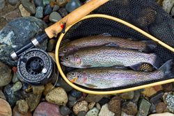 Wild trout inside landing net
