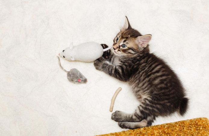 Small kitten playing with mouse toy