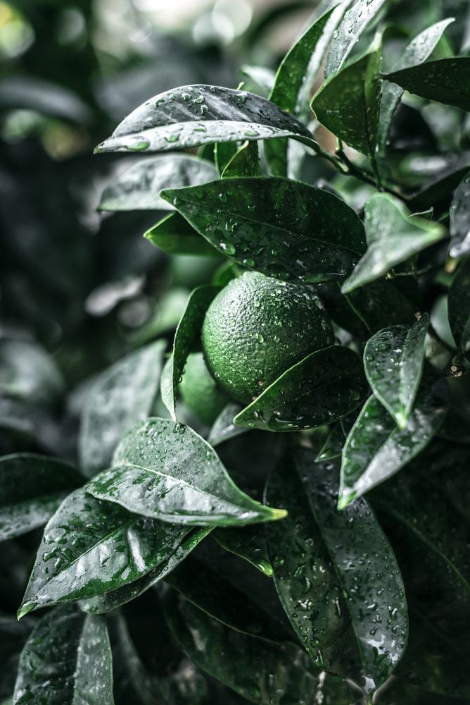 Unripe citrus fruit on branch