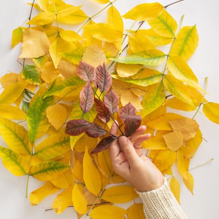Yellow pile of autumn leaves on a plain background with hand holding red leaves