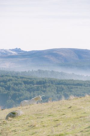Unicorn walking in field