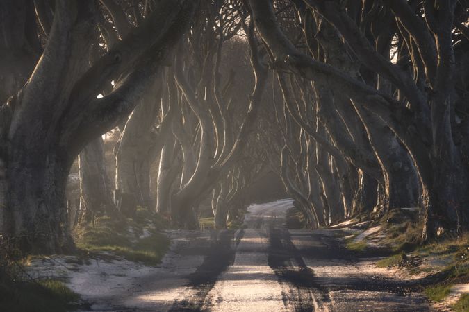 Tunnel of giant beech leafless trees in Ireland