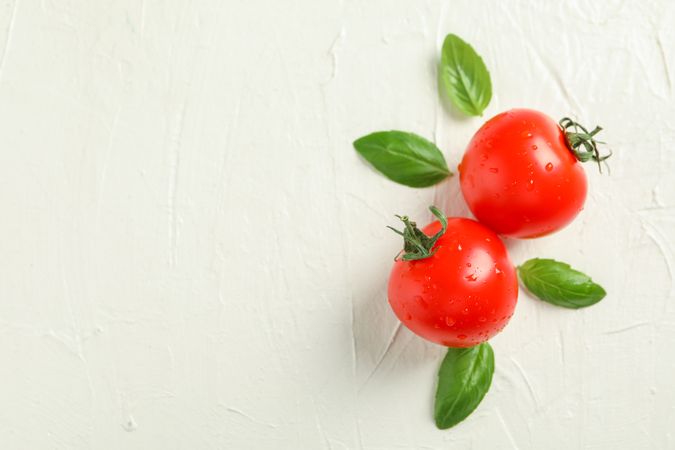 Fresh tomatoes and basil on plain background, space for text and closeup. Ripe vegetables