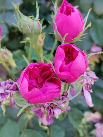 Neon pink rose trio