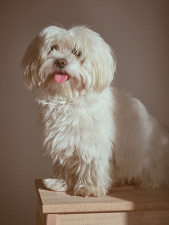 Cute Maltese dog near wall