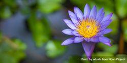 Wide shot of purple daisy lotus in a garden 41YM84