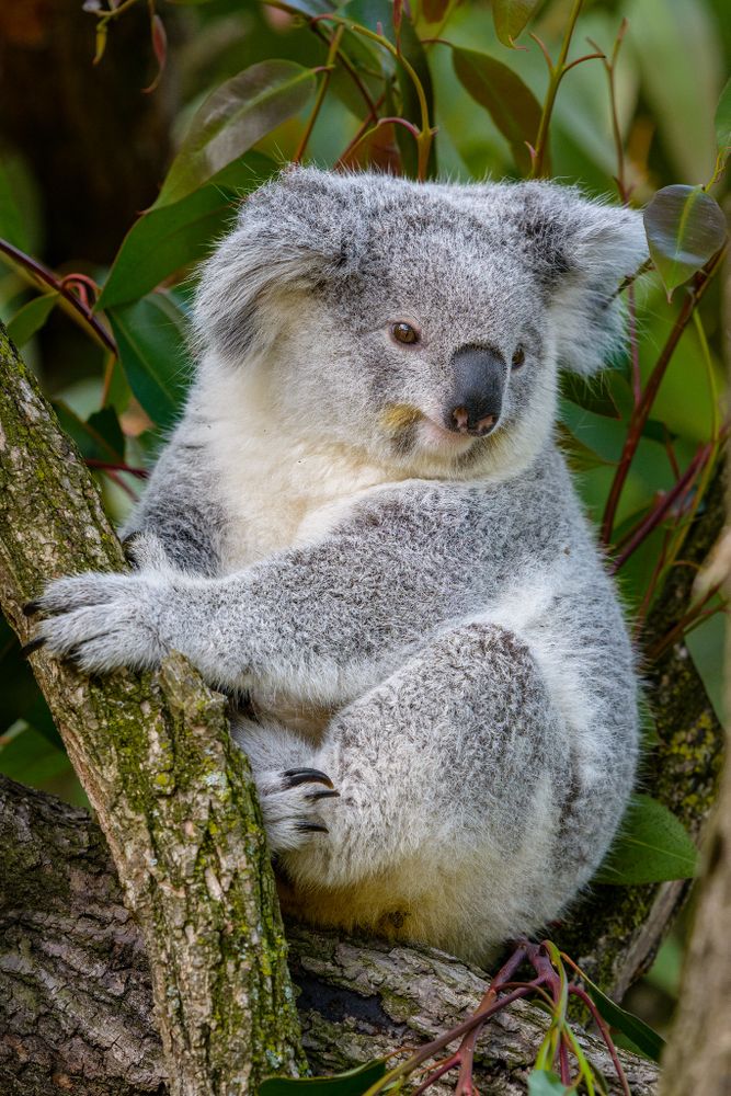 Koala bear in a tree