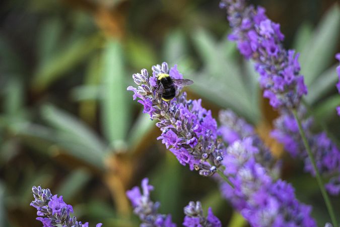Top view of bee hanging off purple flower