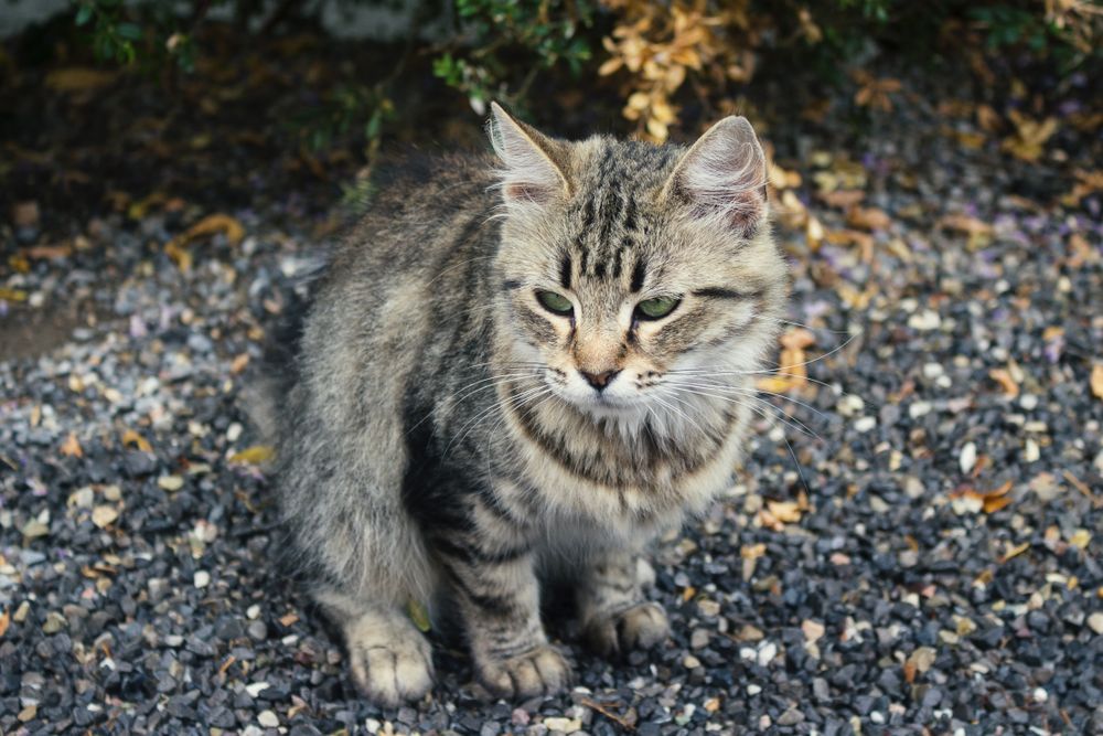 Street cat