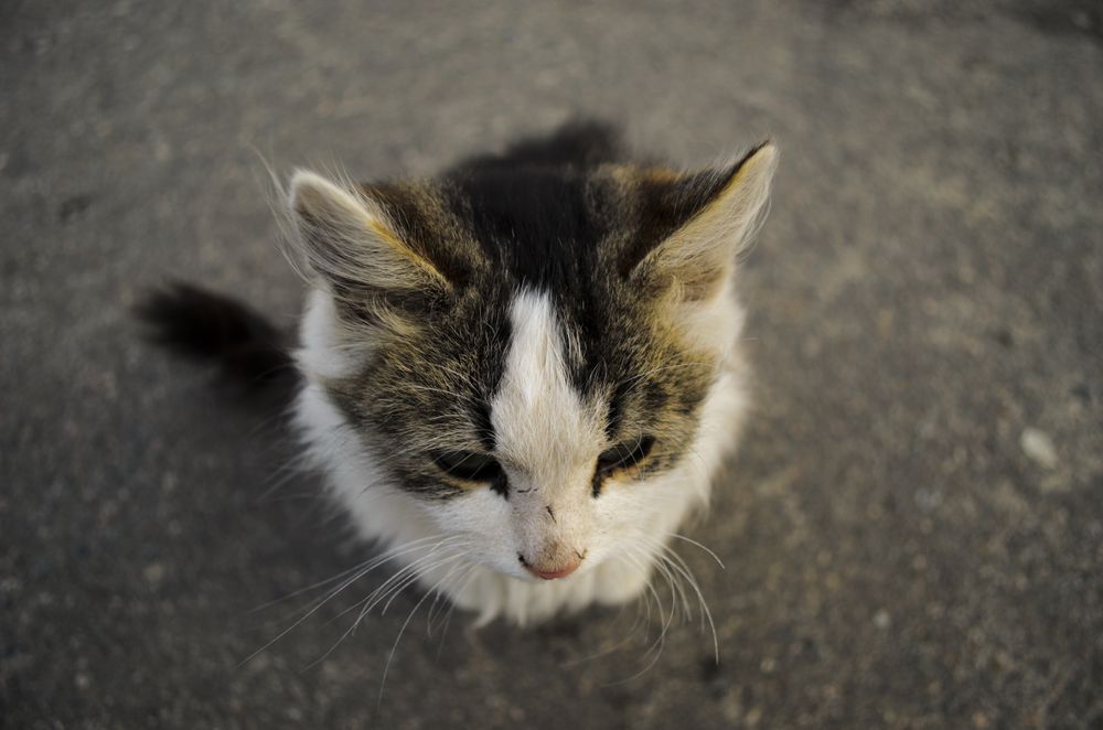 Shot looking down at the head of an adorable cat