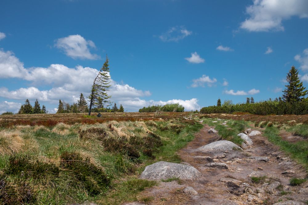Rocky path in the grass on a beautiful day