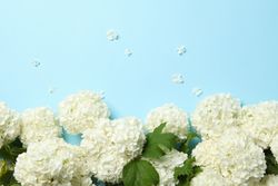 Beautiful hydrangea flowers on blue background, space for text