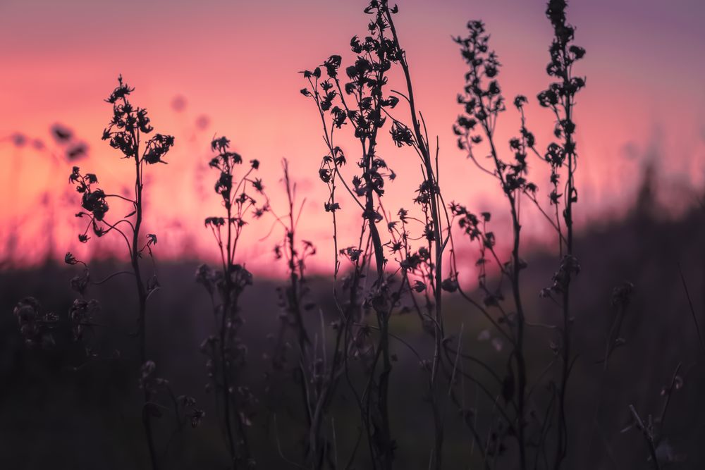 Silhouette of delicate dry plant at sunset or sunset