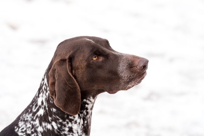 Close-up of a thoughtful brown dog with snowy background.