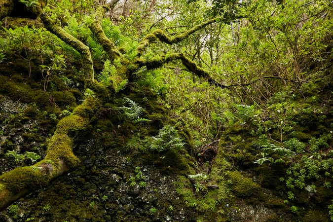 Lush green vegetation of tropical woods