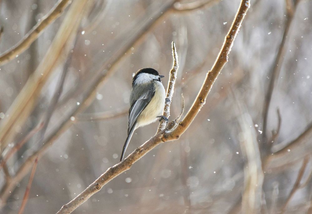 Little chickadee in the snow