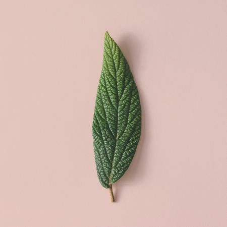 Green leaf on beige background