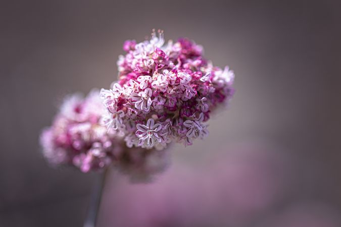 Small flower with different gradients of pink photographed with selective focus
