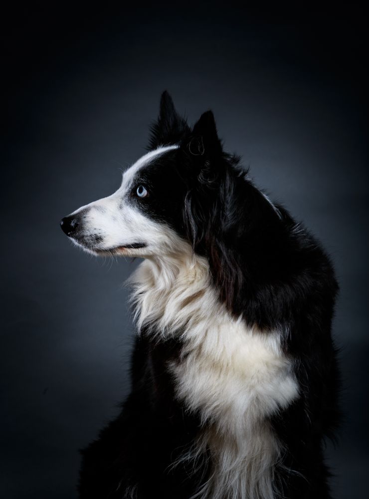 Funny dog with different eyes