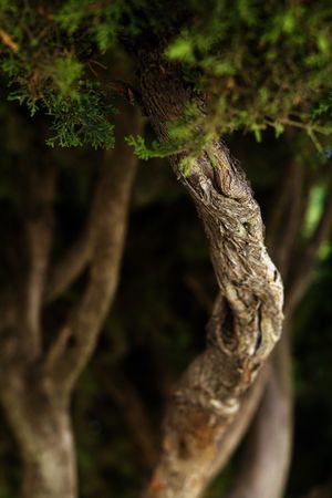 Texture of brown tree bark in nature