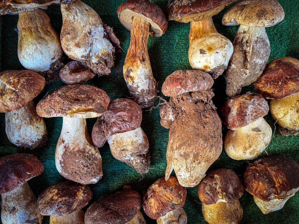 King oyster mushrooms for sale at market