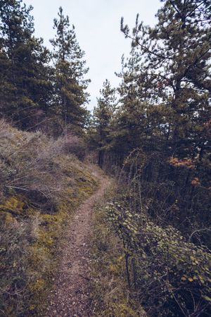 Tranquil path at hill in evergreen forest