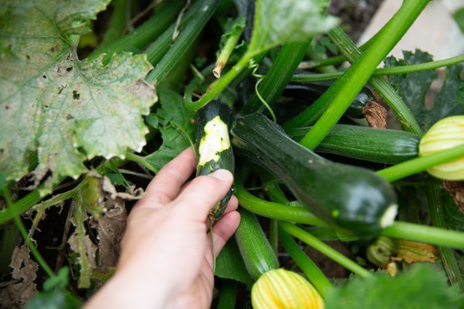 Zucchini damaged by insects symbolizing ecological issues