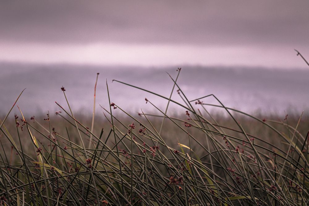 Close up of long grass on overcast day